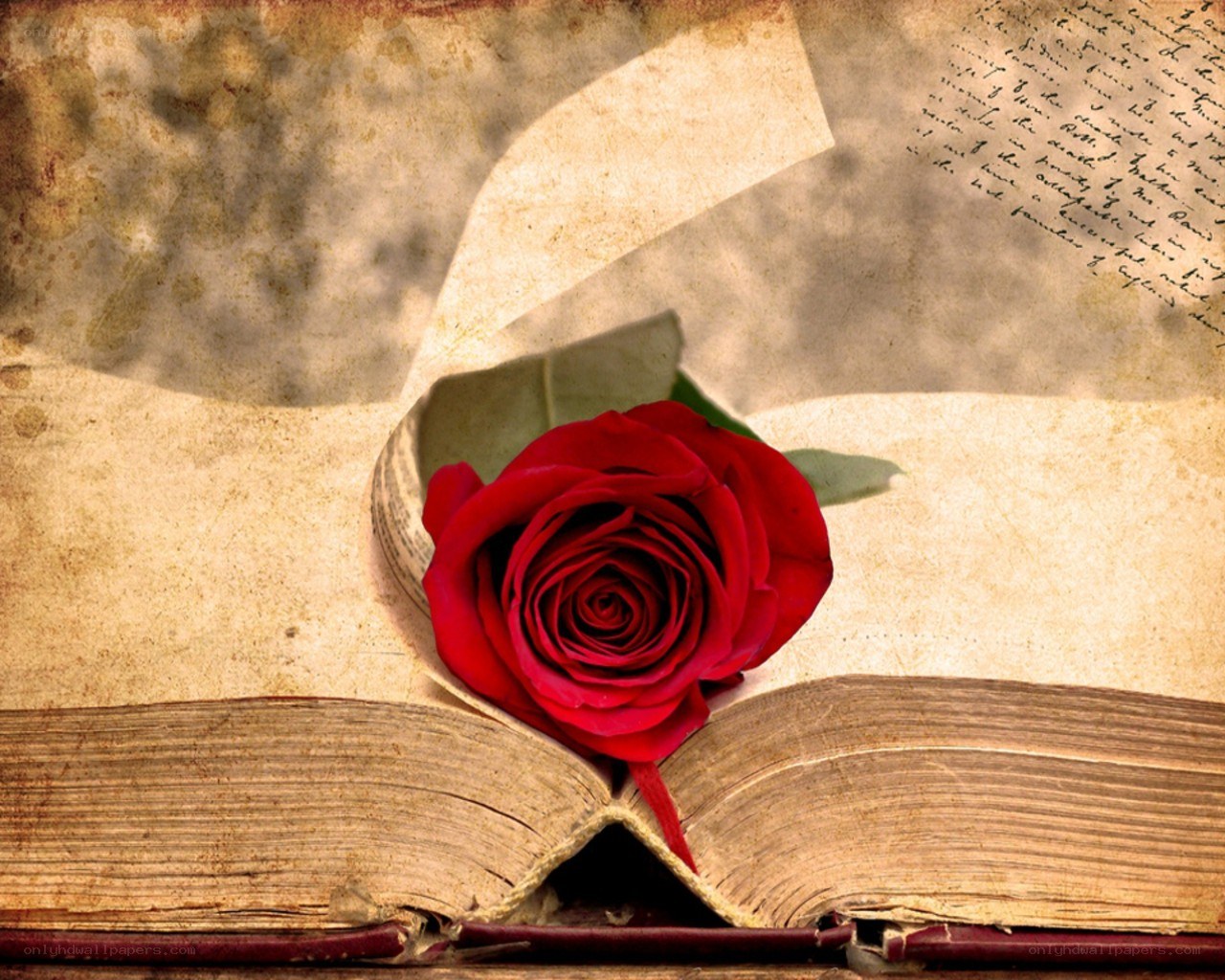 Red rose on old book