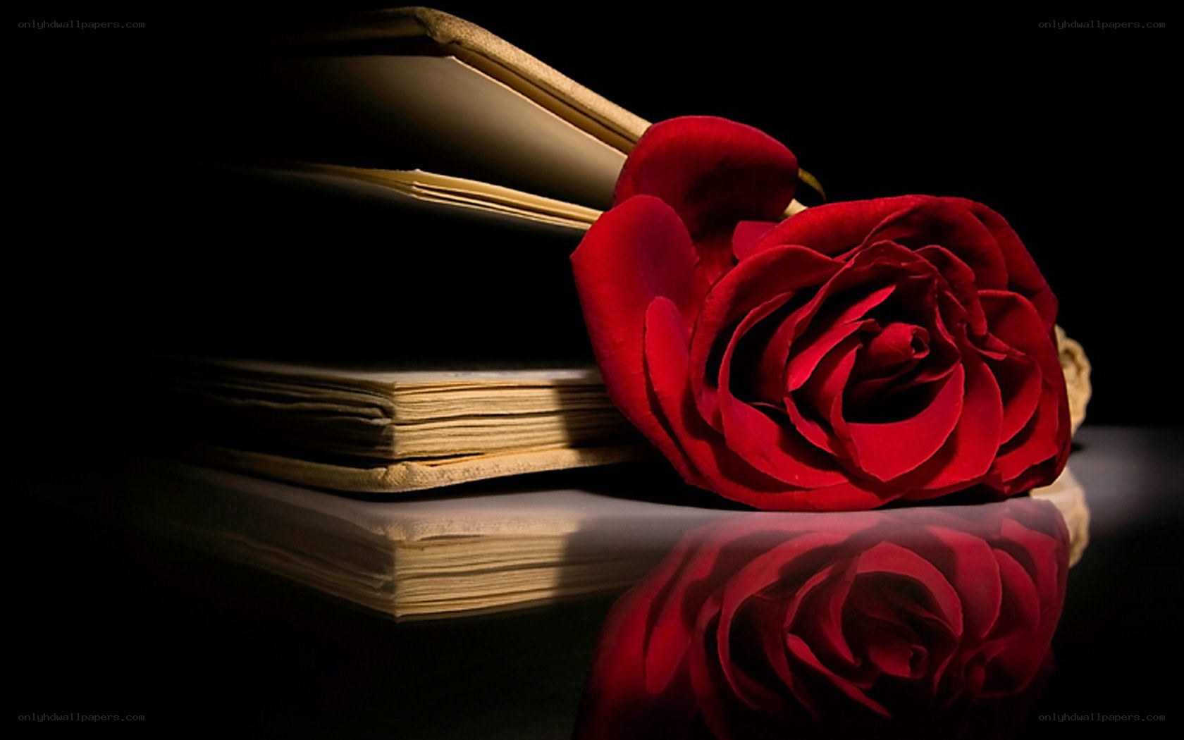 Red rose on old books