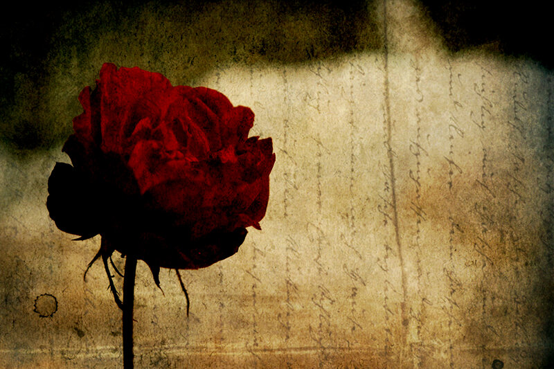 Red Rose on Old Paper