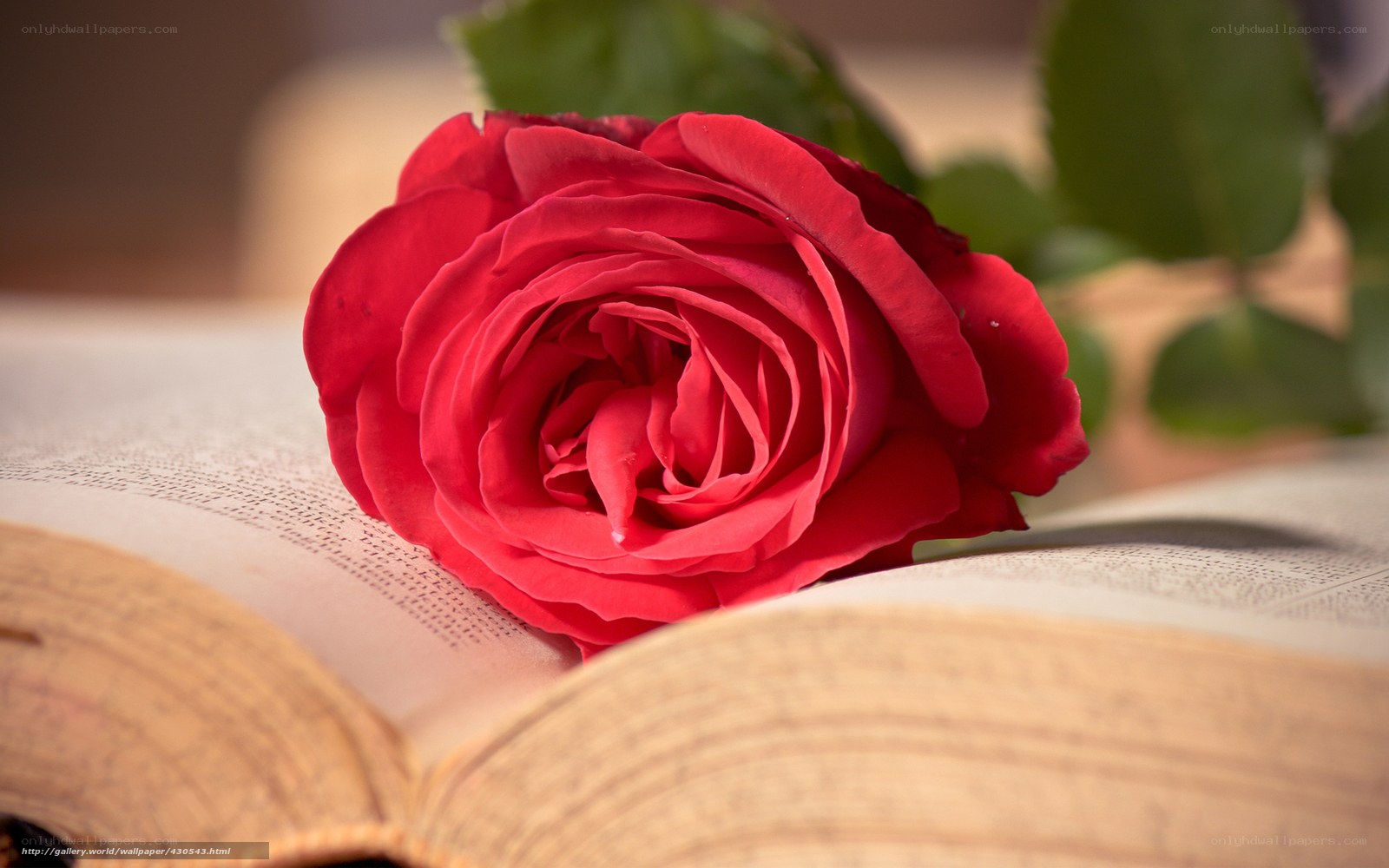 Red rose on open book