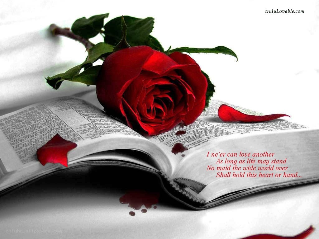 Red rose on open book