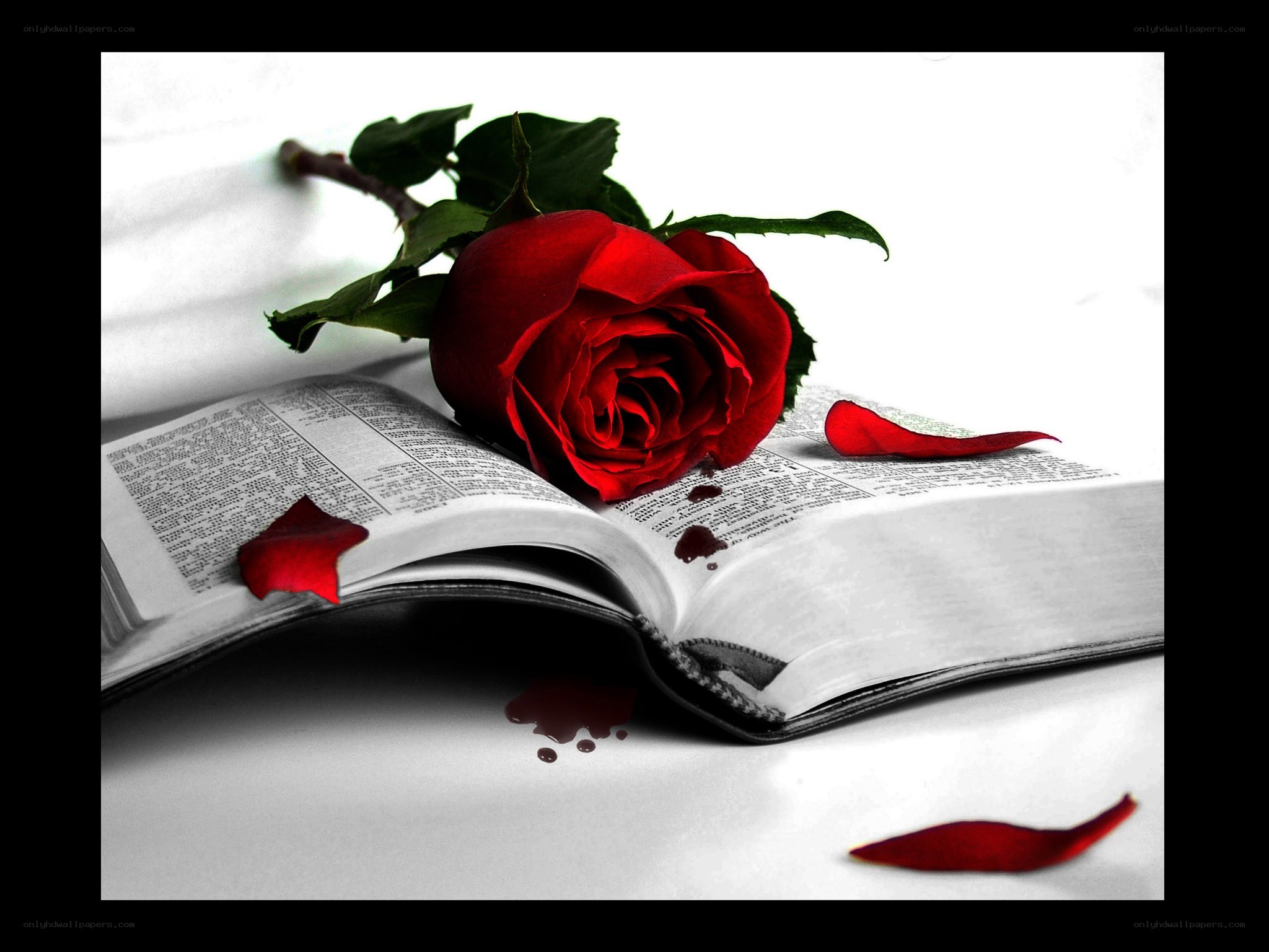 Red rose on open book