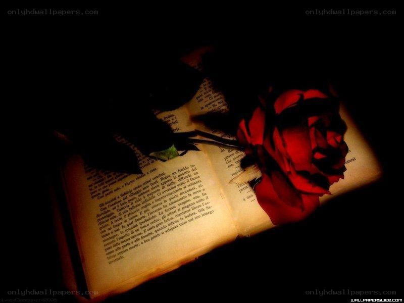 Red rose on open book