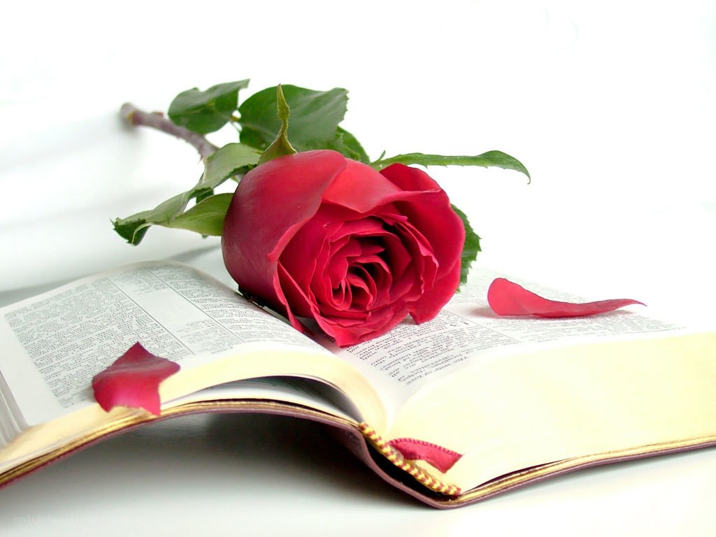 Red rose on open book
