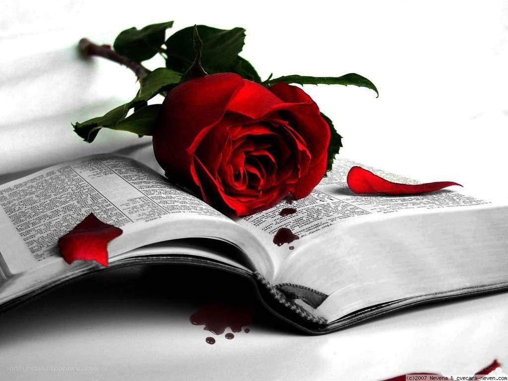 Red rose on open book