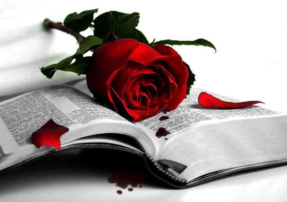 Red rose on open book
