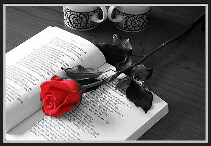 Red rose on open book