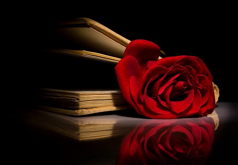 Red rose on open book