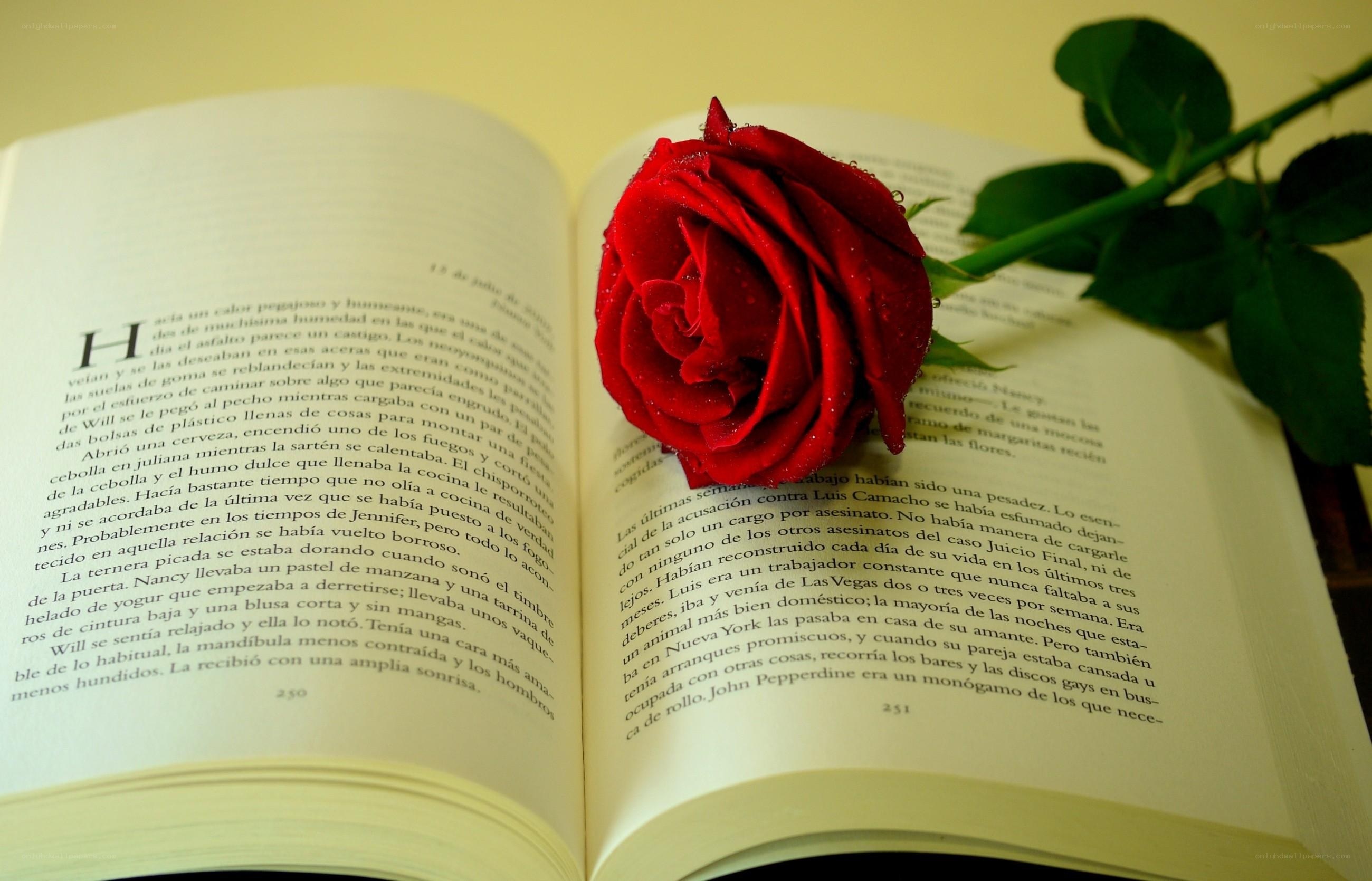 red rose on open book