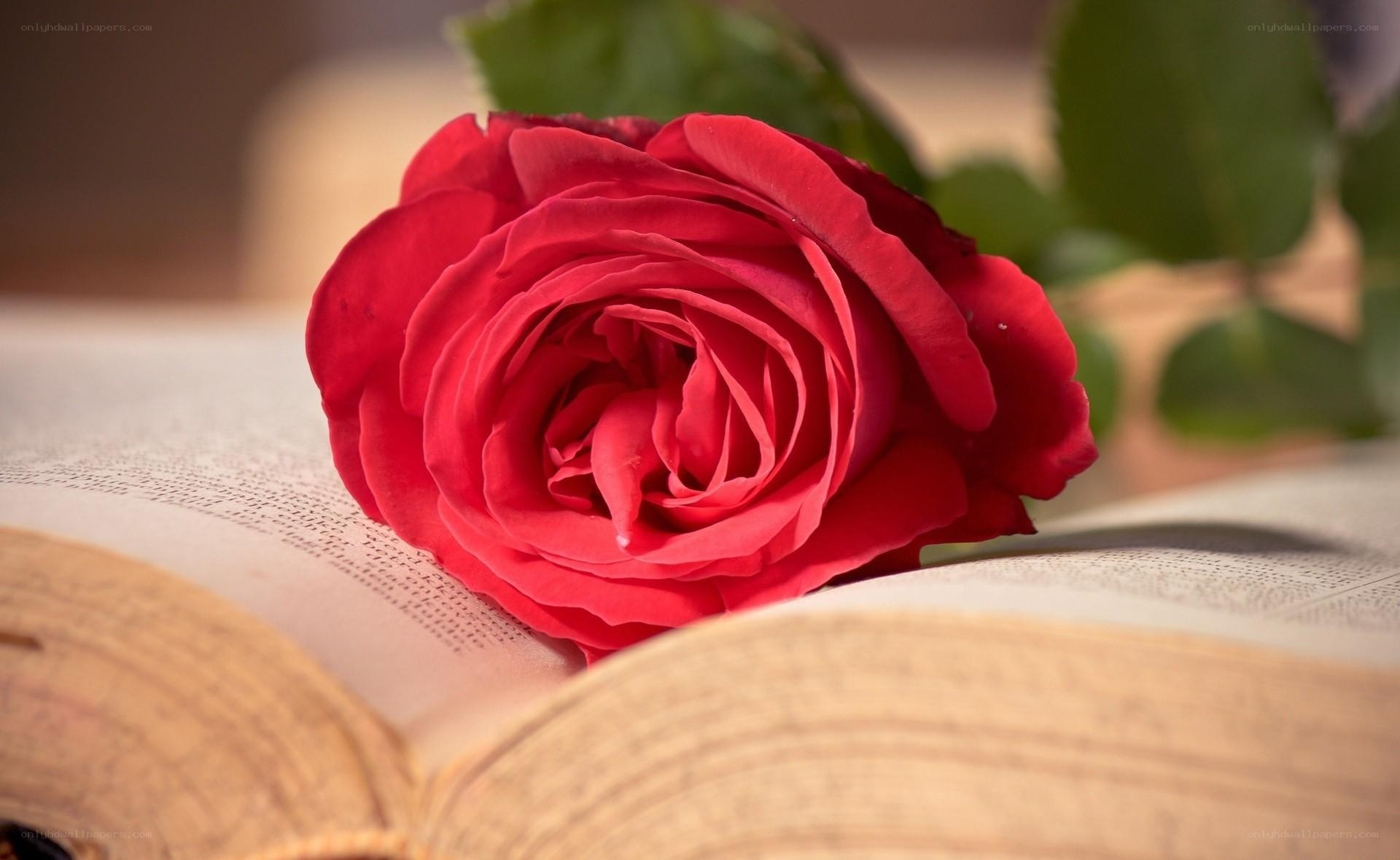Red rose on open book