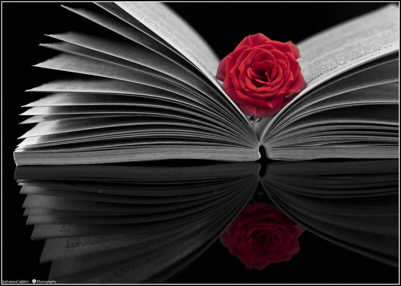 Red Rose on Open Book — Black