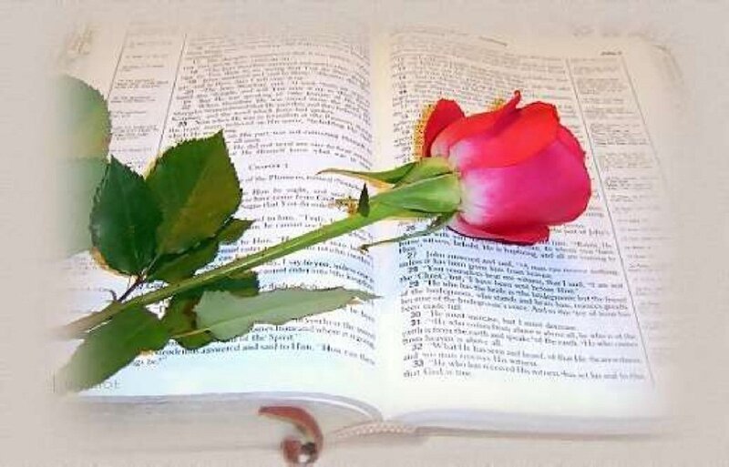 Red Rose on Open Book — Serene