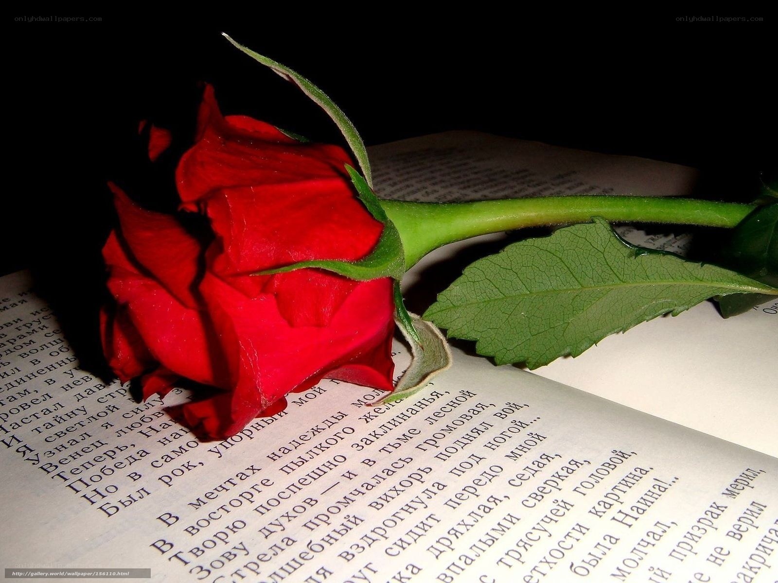 Red rose on open book