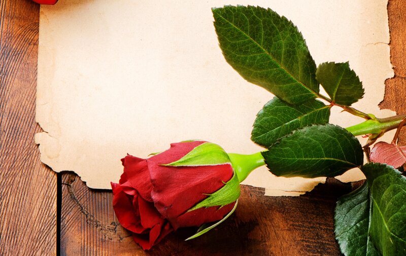 Red Rose on Paper — Calm, Photograph