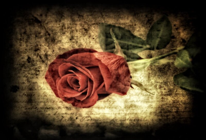 Red Rose on Paper — Dramatic, Photograph