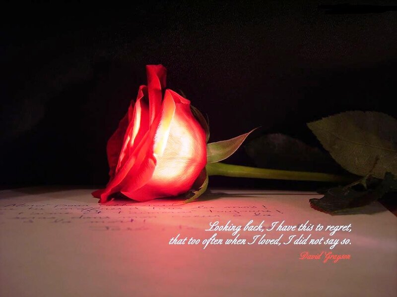 Red Rose on Paper — Dramatic