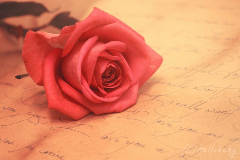 Red Rose on Paper — Romantic, Photograph, Script
