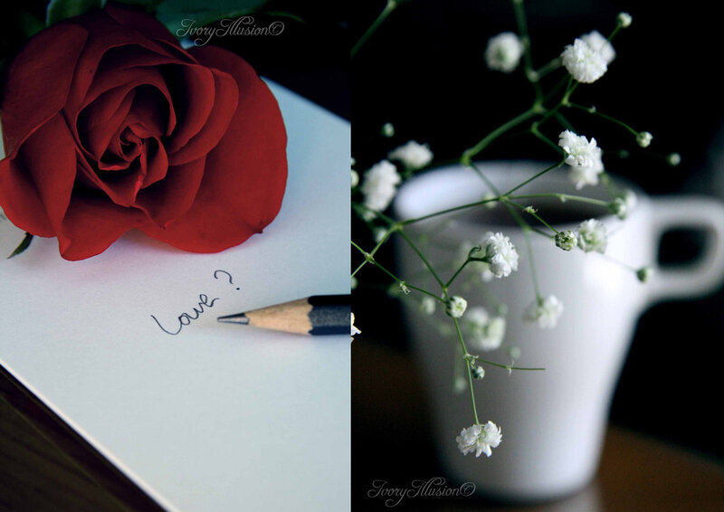 Red Rose on Paper — Romantic