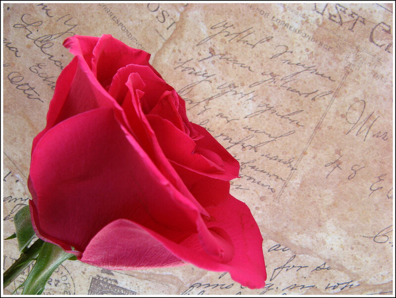 Red Rose on Paper