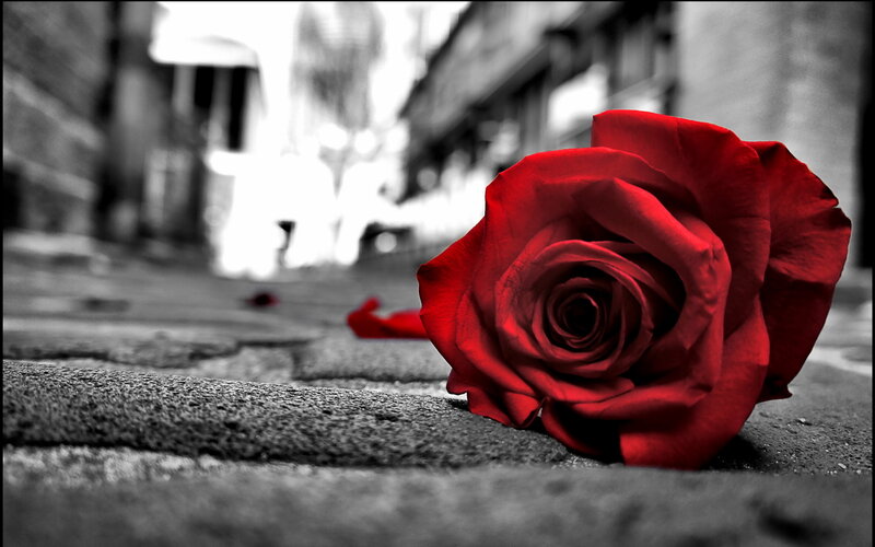 Red Rose on Pavement — Dramatic, Photograph, Petals