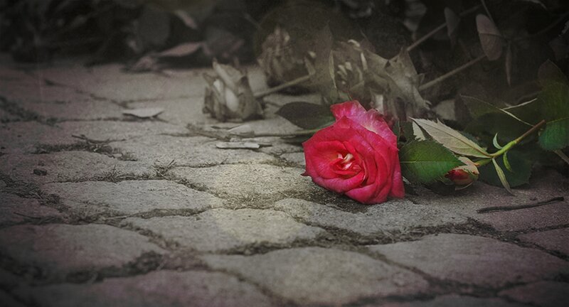 Red Rose on Pavement — Somber