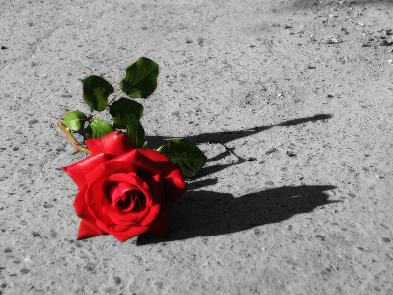 Red Rose on Pavement
