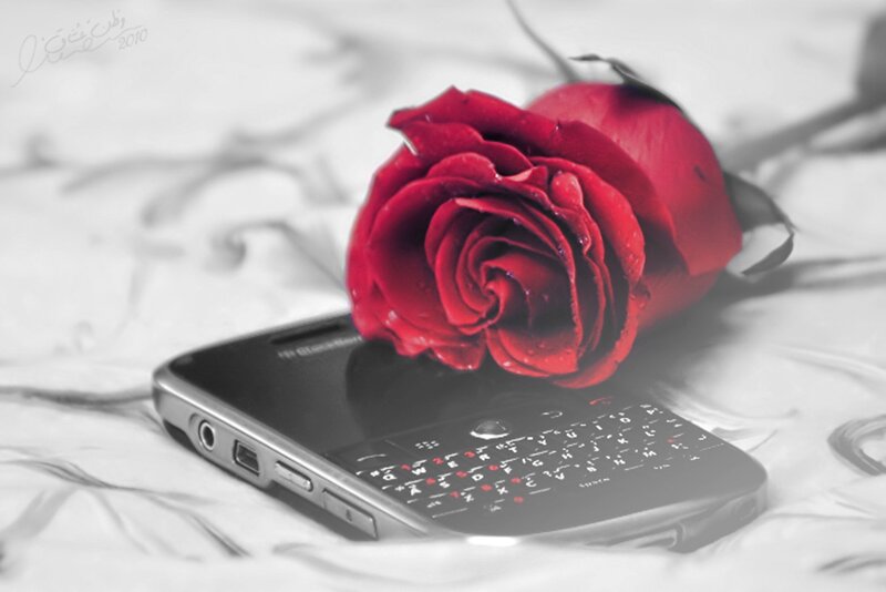 Red Rose on Phone — Dramatic