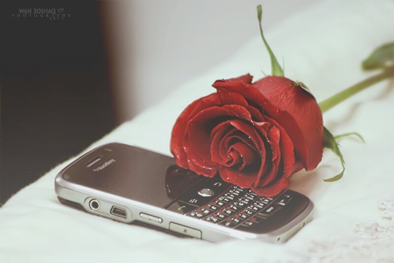 Red Rose on Phone