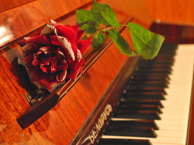 Red Rose on Piano — Brown