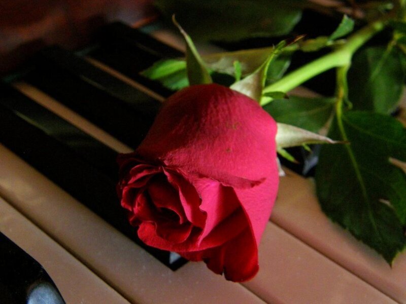 Red Rose on Piano — Calm, Photograph