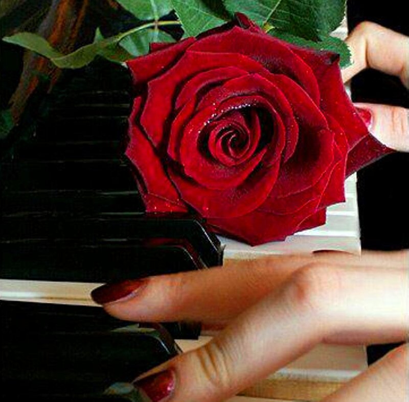Red Rose on Piano — Calm