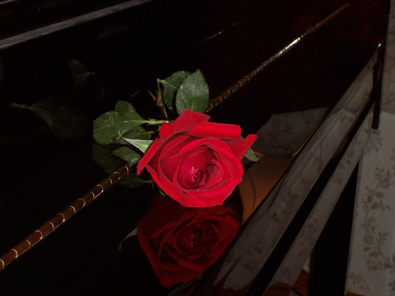 Red Rose on Piano — Dramatic