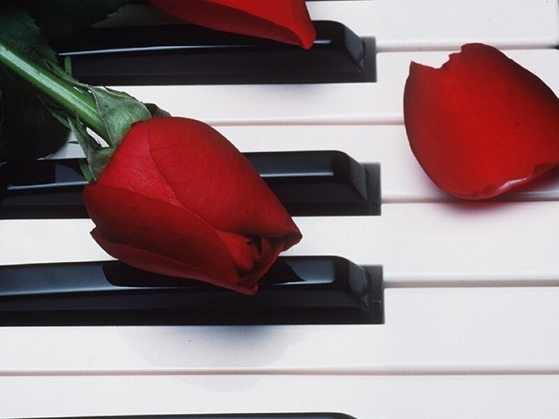 Red rose on piano keys