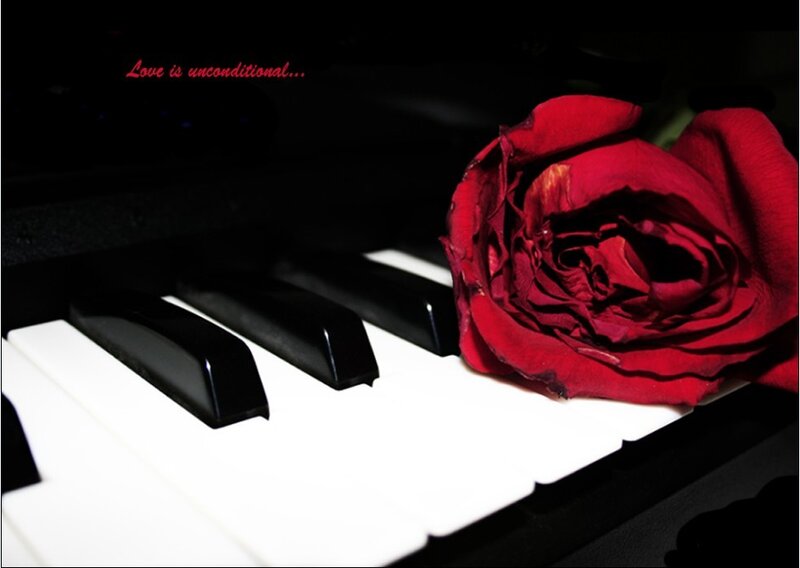 Red rose on piano keys