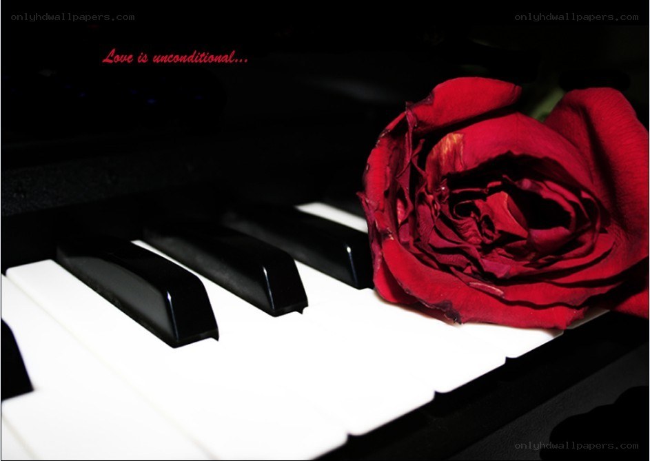 Red rose on piano keys