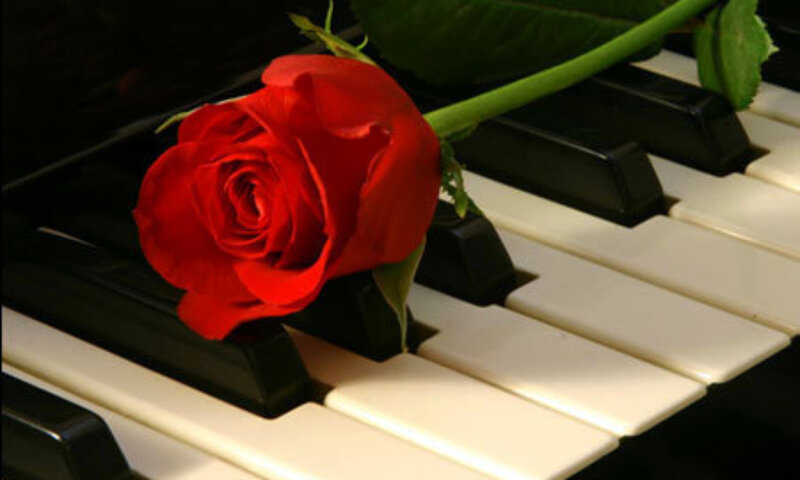 Red rose on piano keys