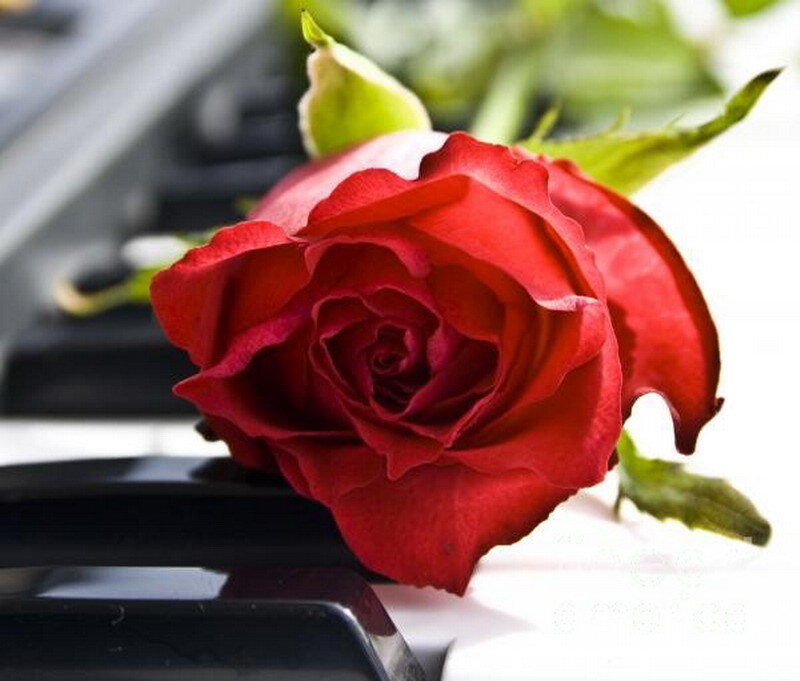 Red rose on piano keys