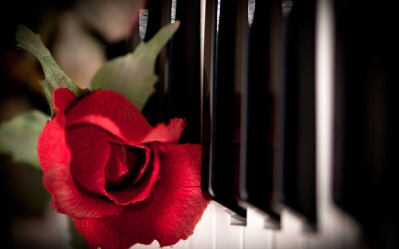 Red rose on piano keys