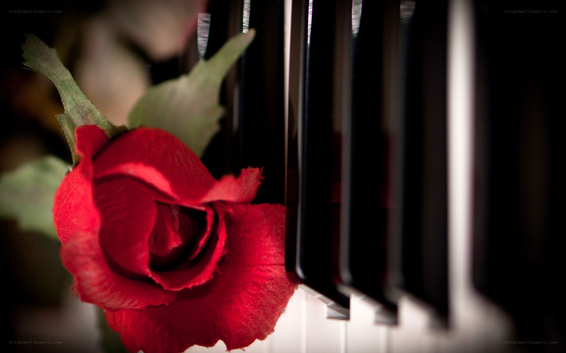 Red rose on piano keys