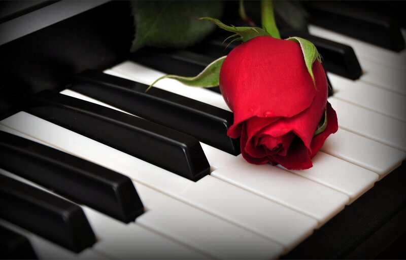 Red rose on piano keys