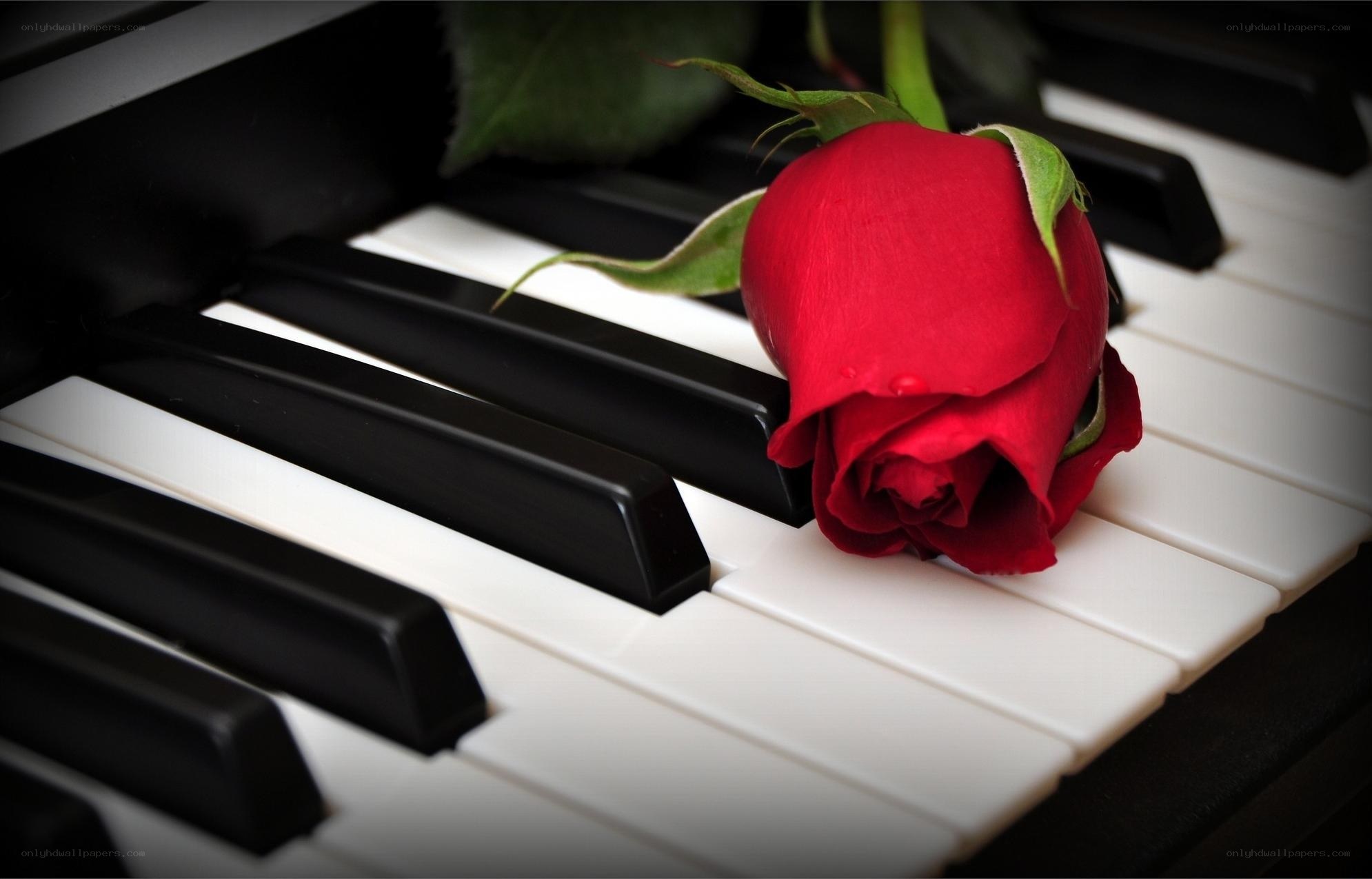 Red rose on piano keys