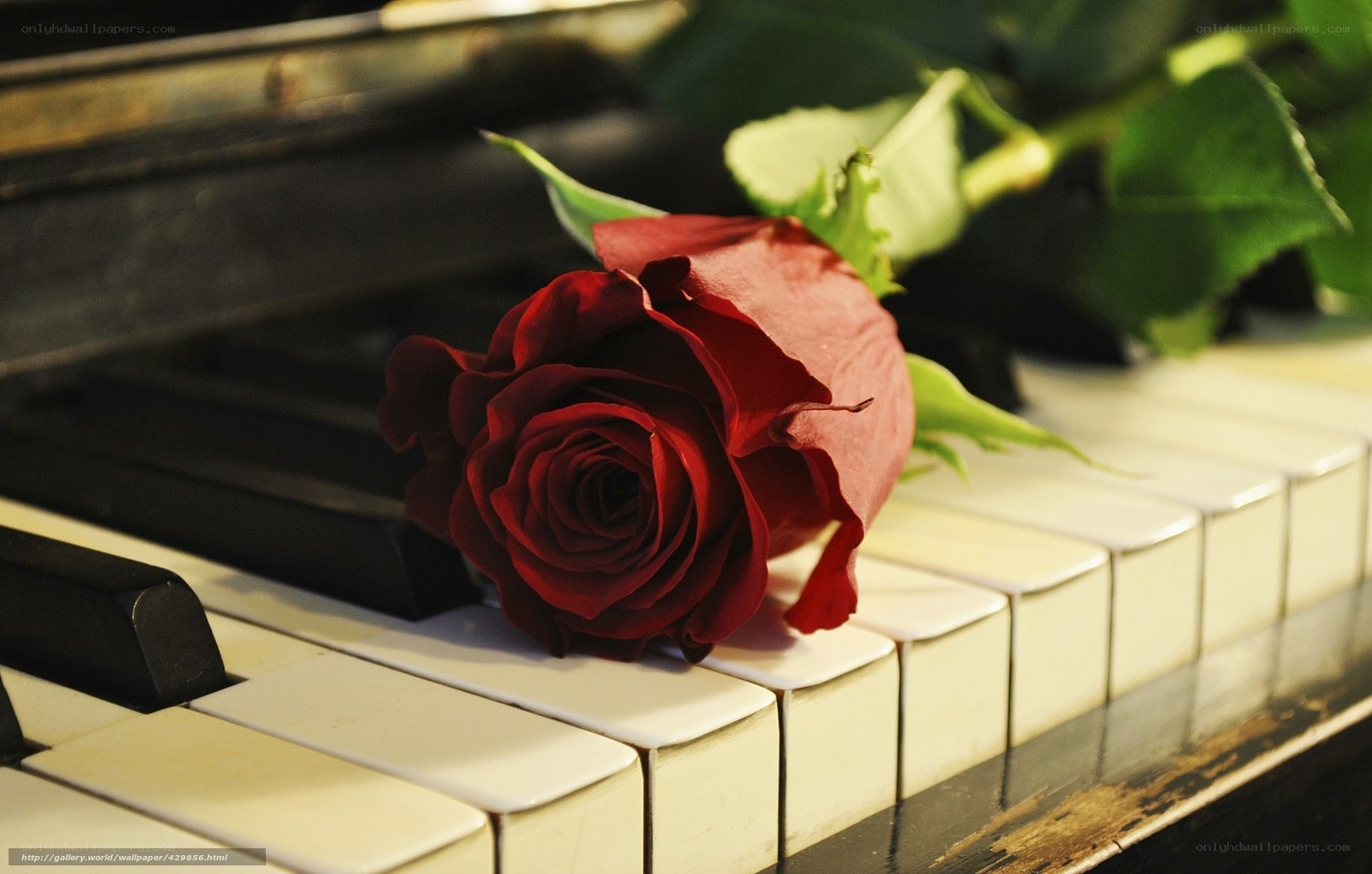 Red rose on piano keys