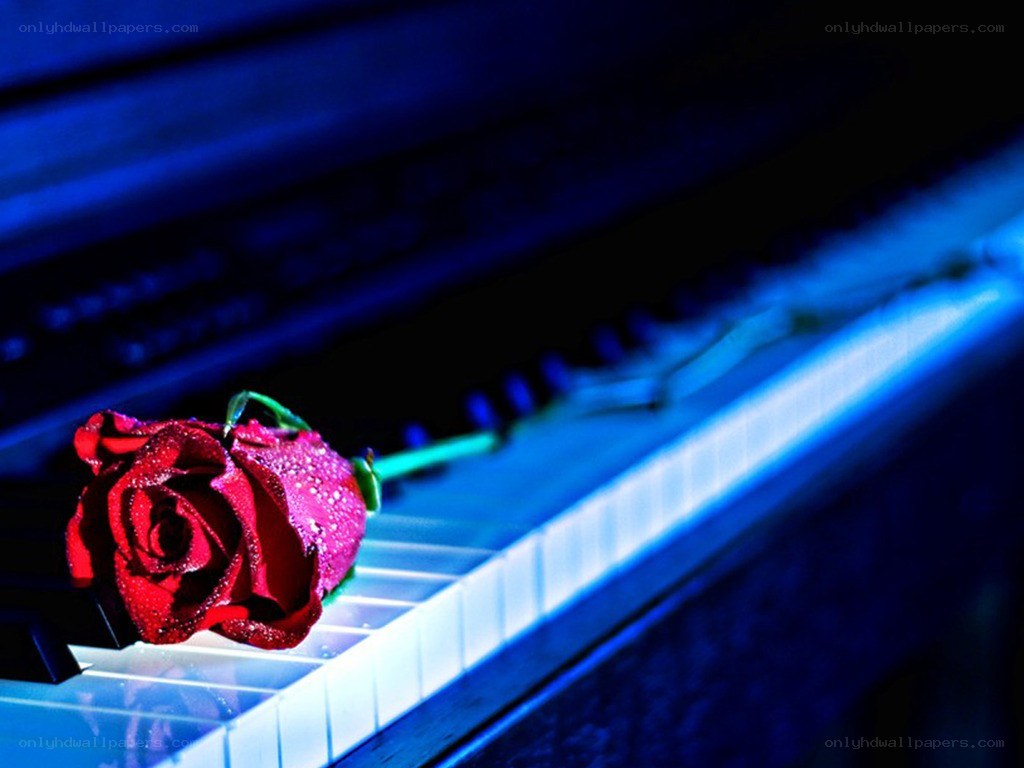Red rose on piano keys