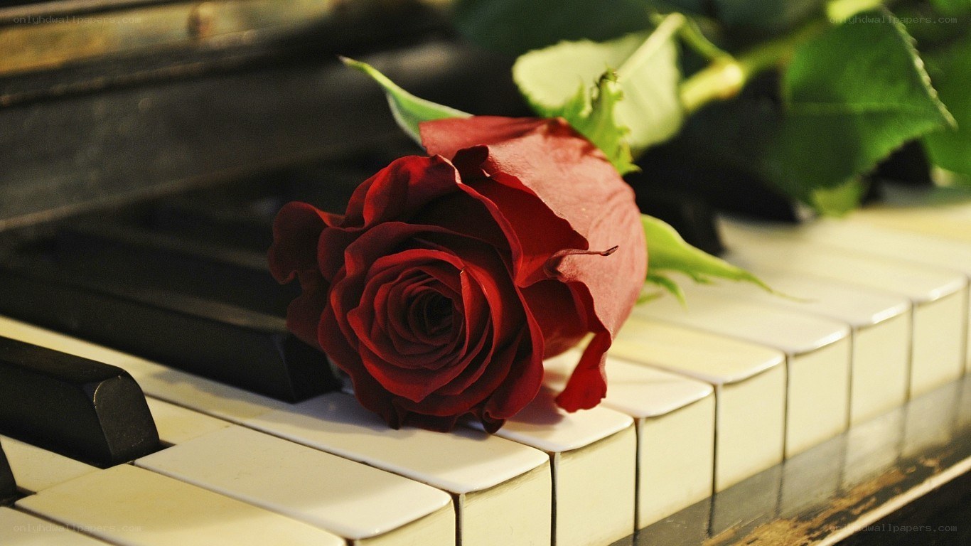 Red rose on piano keys