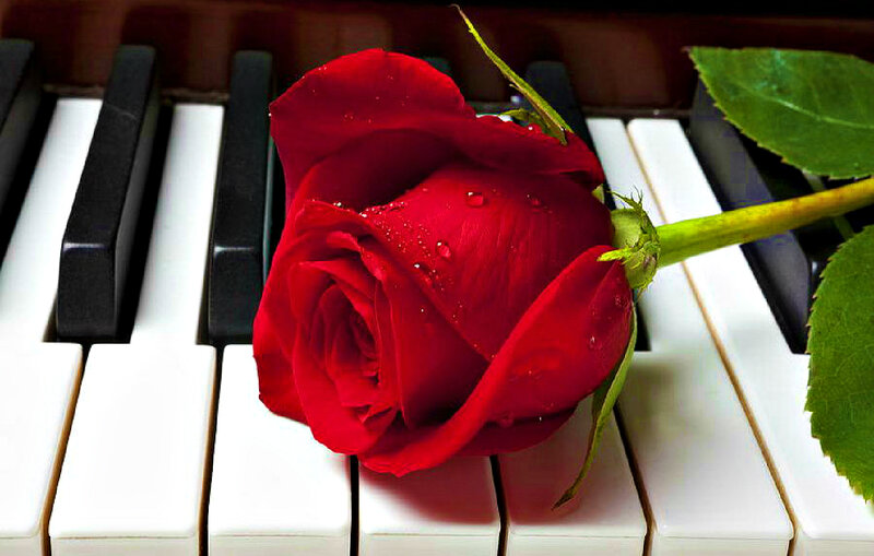 Red Rose on Piano Keys — Calm, Photograph, Piano Keys, Leaf