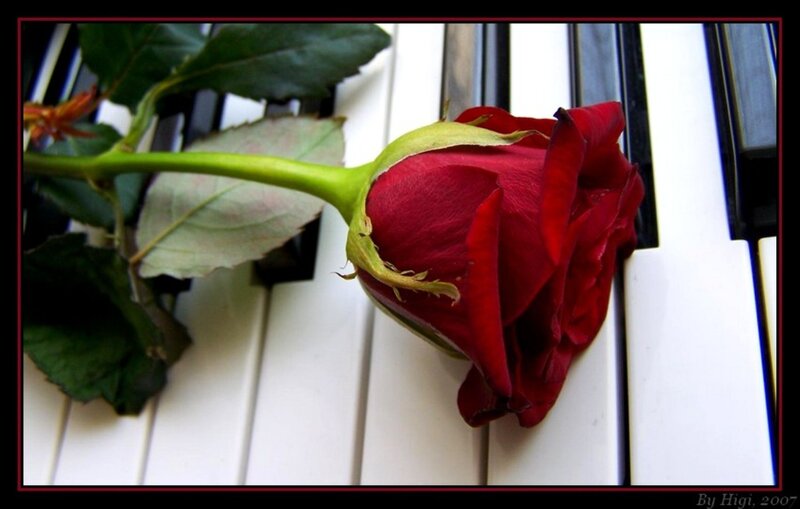 Red Rose on Piano Keys — Calm, Photograph, Piano Keys, Stem