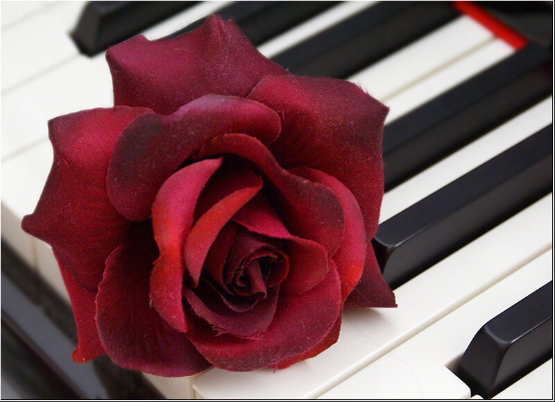 Red Rose on Piano Keys — Calm, Photograph, Piano Keys