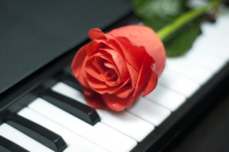 Red Rose on Piano Keys — Calm, Photograph, Stem