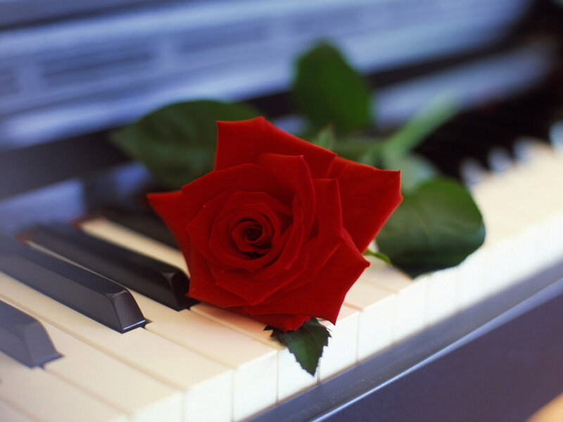 Red Rose on Piano Keys — Calm