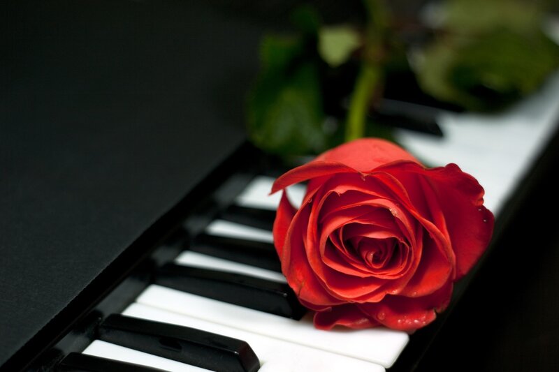 Red Rose on Piano Keys — Dramatic, Photograph, Leaves